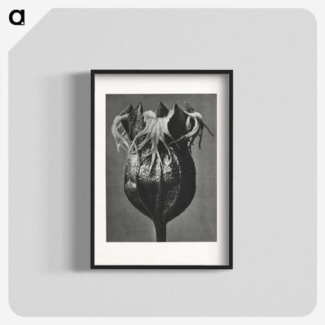 1-77_Karl-Blossfeldt_blk