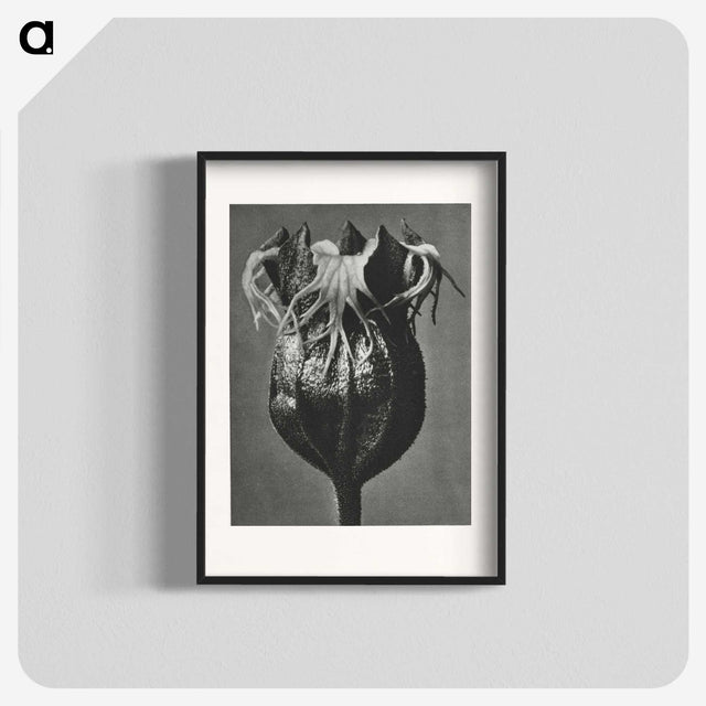 1-77_Karl-Blossfeldt_blk