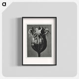 Tellima randiflora (Fringe Cups) - Karl Blossfeldt Poster.