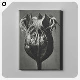1-77_Karl-Blossfeldt_canvas