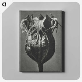 1-77_Karl-Blossfeldt_canvas