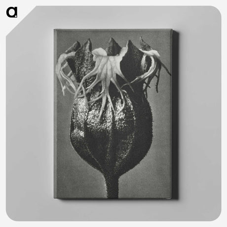1-77_Karl-Blossfeldt_canvas