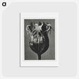 アートポストカード-Tellima randiflora (Fringe Cups) - カール ブロスフェルト Postcard.