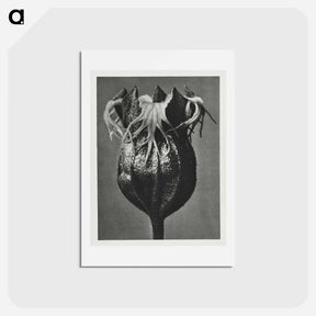 アートポストカード-Tellima randiflora (Fringe Cups) - カール ブロスフェルト Postcard.