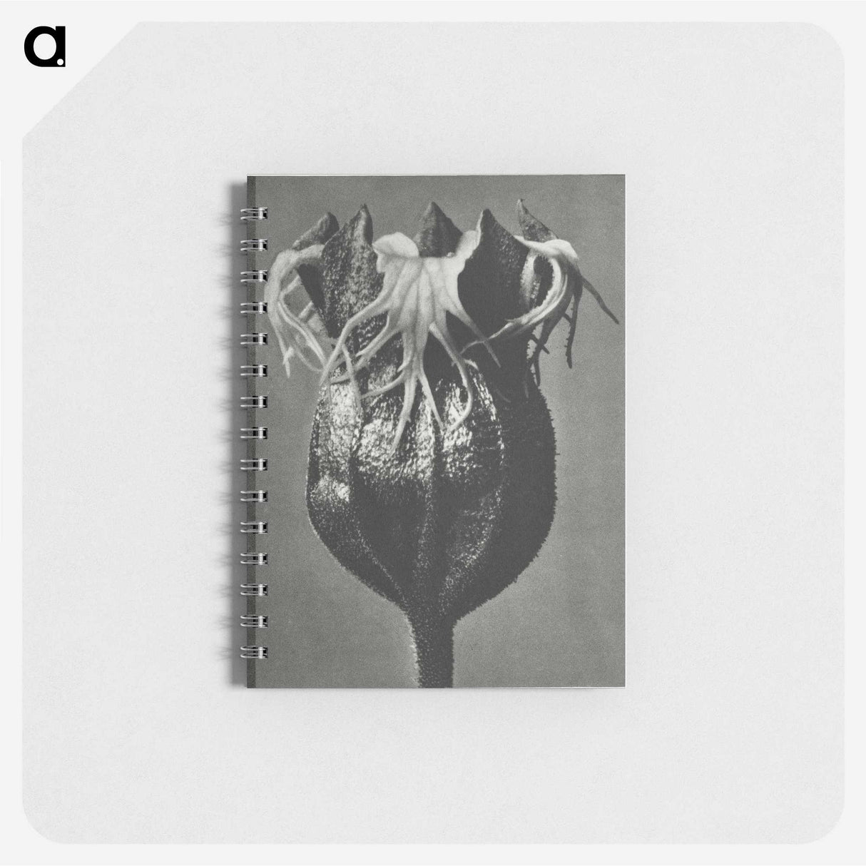 1-77_Karl-Blossfeldt_memo