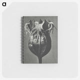 1-77_Karl-Blossfeldt_memo