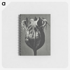 1-77_Karl-Blossfeldt_memo