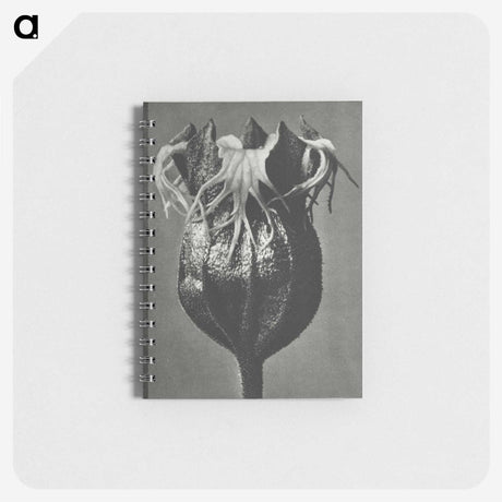 1-77_Karl-Blossfeldt_memo