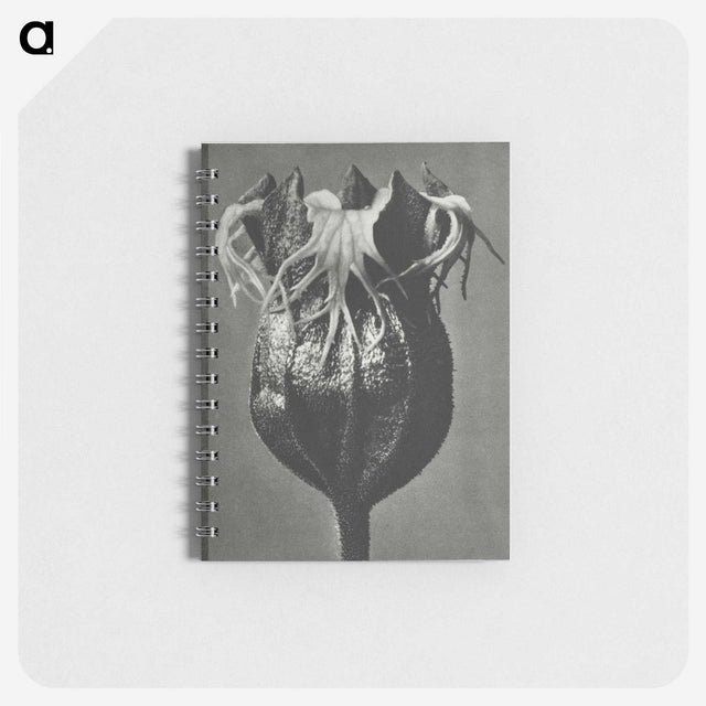 1-77_Karl-Blossfeldt_memo