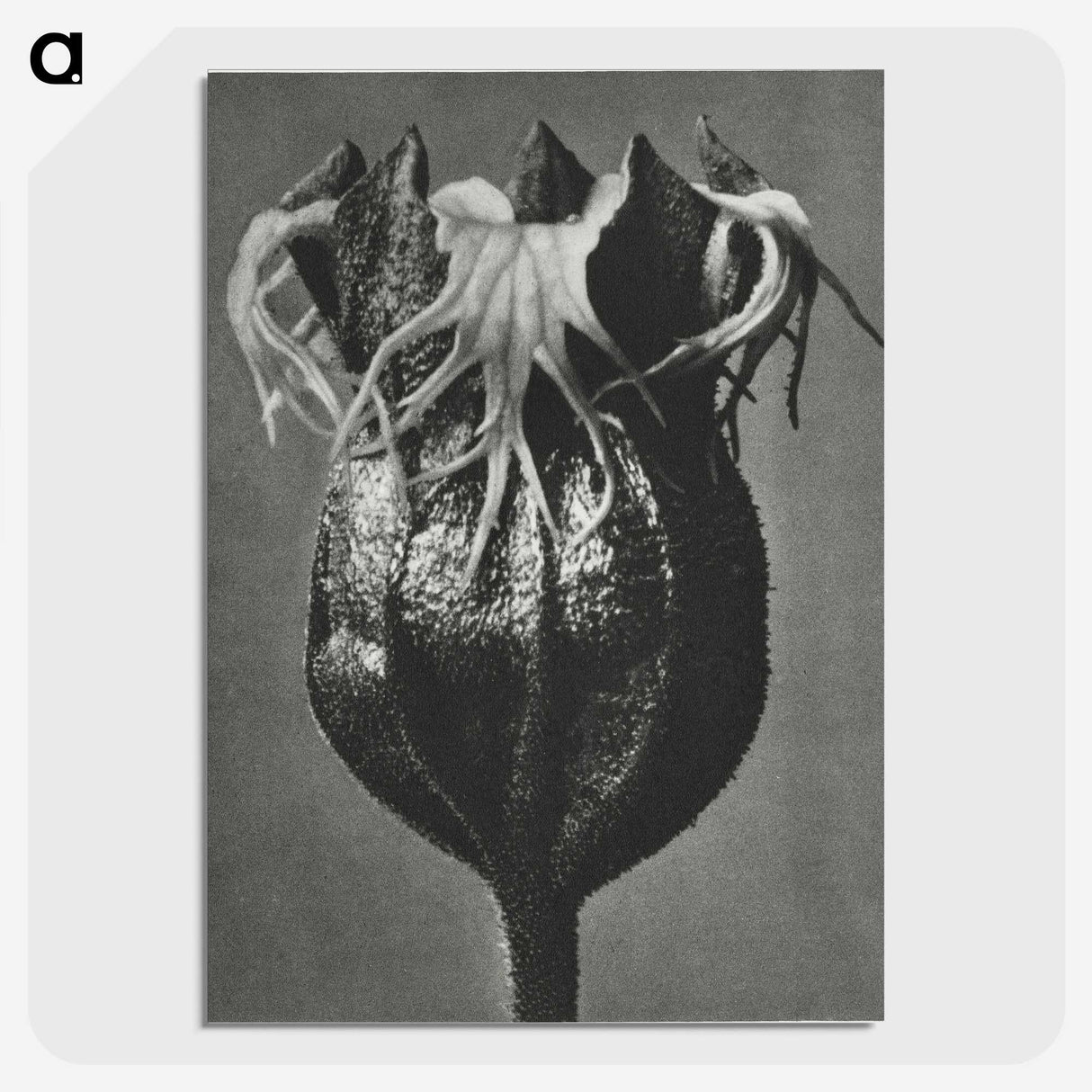 1-77_Karl-Blossfeldt_picture-crop