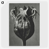 1-77_Karl-Blossfeldt_picture-crop