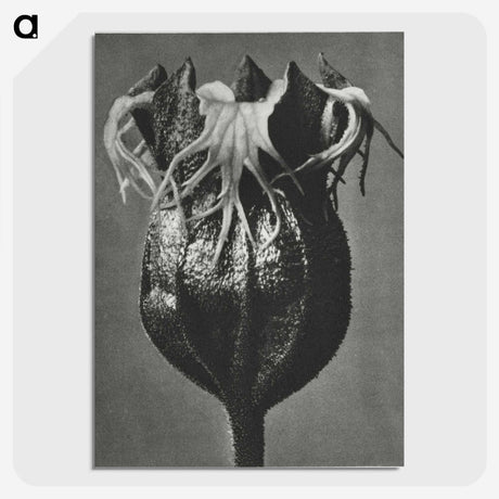 1-77_Karl-Blossfeldt_picture-crop