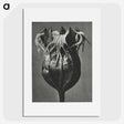 1-77_Karl-Blossfeldt_picture