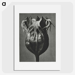 1-77_Karl-Blossfeldt_picture