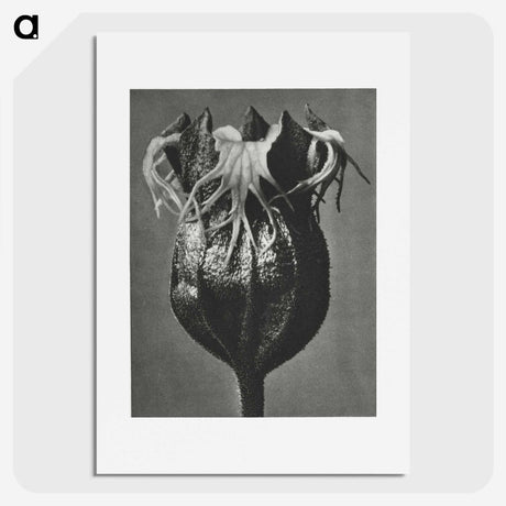 1-77_Karl-Blossfeldt_picture