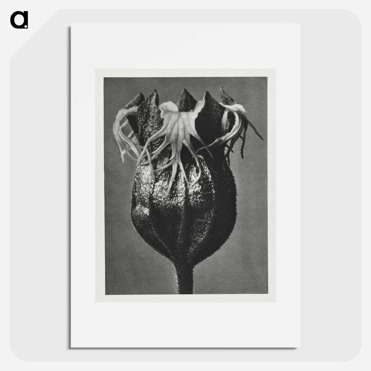Tellima randiflora (Fringe Cups) - Karl Blossfeldt Poster.