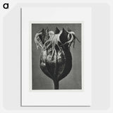 Tellima randiflora (Fringe Cups) - Karl Blossfeldt Poster.
