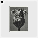 アートポストカード-Tellima randiflora (Fringe Cups) - カール ブロスフェルト Postcard.