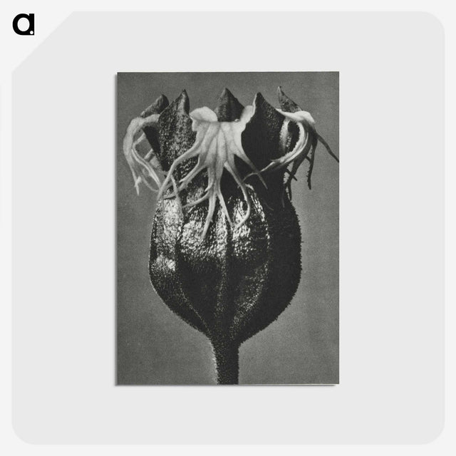 1-77_Karl-Blossfeldt_postcard