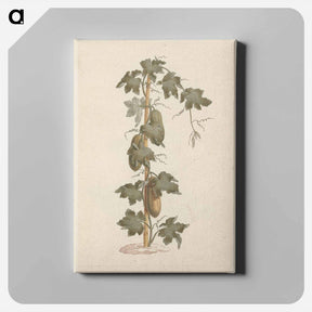 アートパネル-Peponium vogelii
 - ルイージ バルガーニ Canvas.