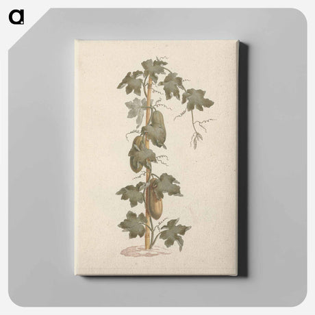 アートパネル-Peponium vogelii
 - ルイージ バルガーニ Canvas.