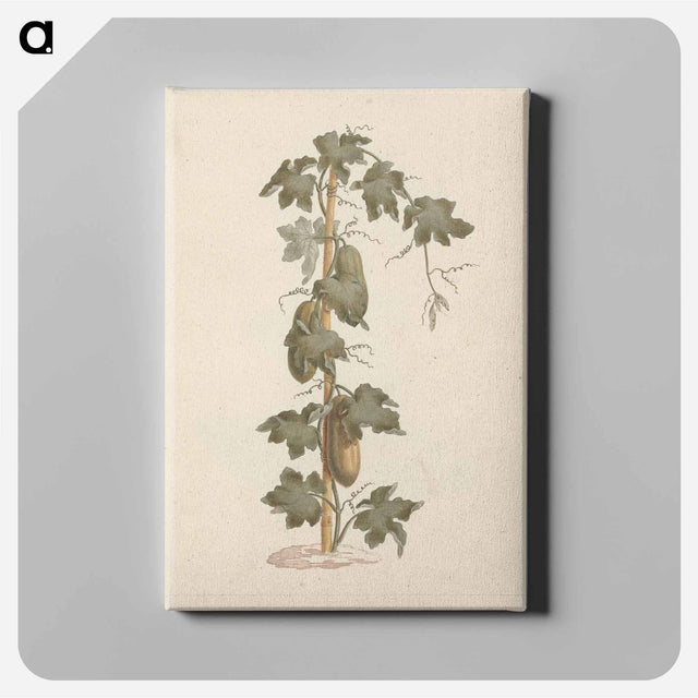 アートパネル-Peponium vogelii
 - ルイージ バルガーニ Canvas.