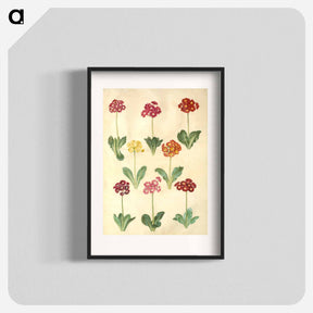 アートポスター-Primula ×pubescens
 - マリア ジビーラ メーリアン Poster.