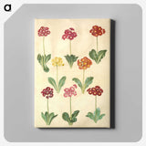 1-77_Maria-Sibylla-Merian_canvas