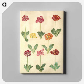 1-77_Maria-Sibylla-Merian_canvas
