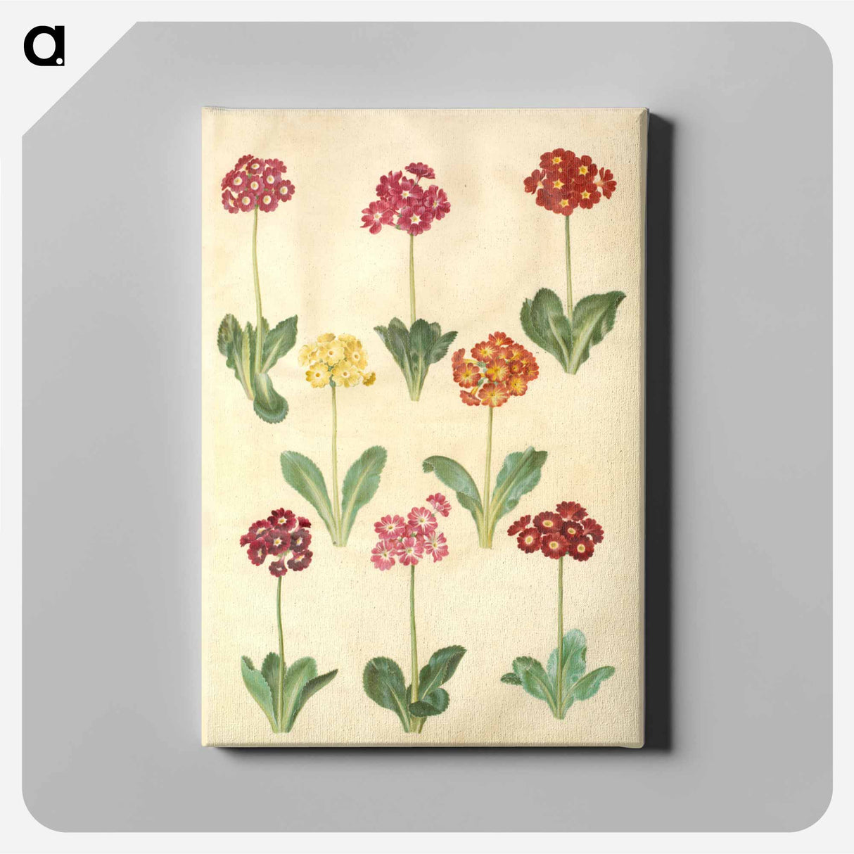 アートパネル-Primula ×pubescens
 - マリア ジビーラ メーリアン Canvas.