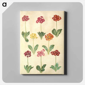 アートパネル-Primula ×pubescens
 - マリア ジビーラ メーリアン Canvas.