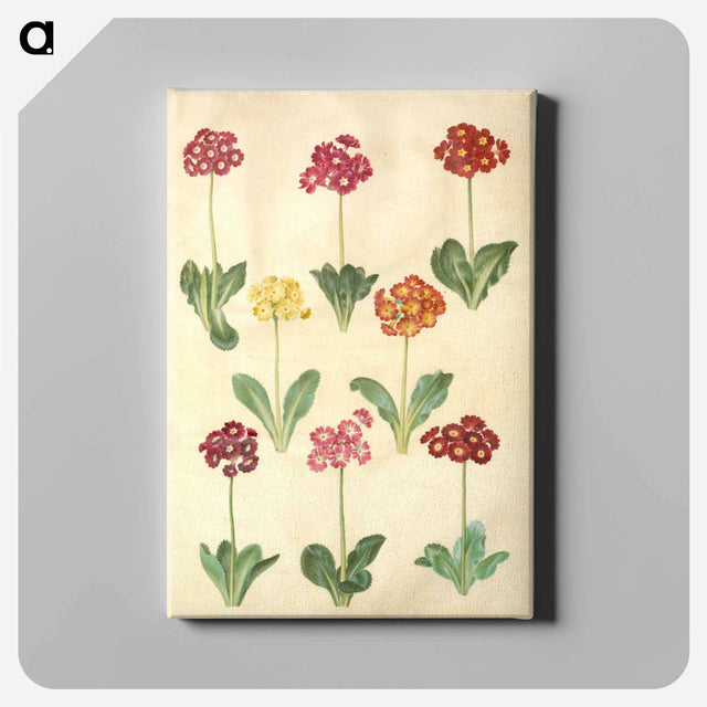 アートパネル-Primula ×pubescens
 - マリア ジビーラ メーリアン Canvas.