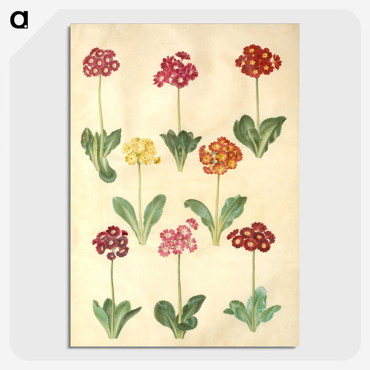1-77_Maria-Sibylla-Merian_picture-crop