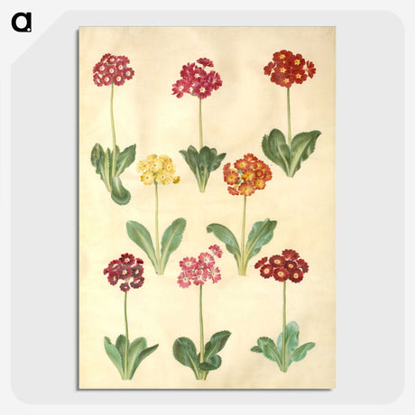 1-77_Maria-Sibylla-Merian_picture-crop