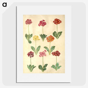 1-77_Maria-Sibylla-Merian_picture