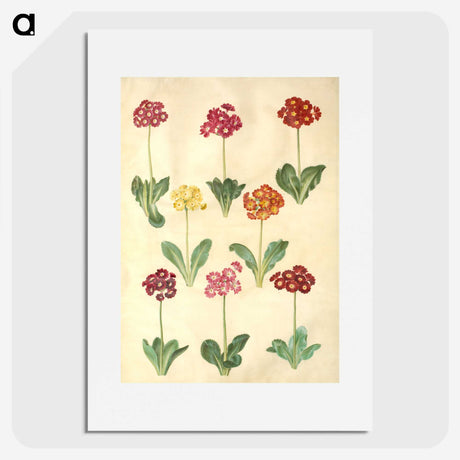 1-77_Maria-Sibylla-Merian_picture