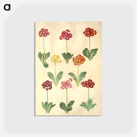 アートポストカード-Primula ×pubescens
 - マリア ジビーラ メーリアン Postcard.