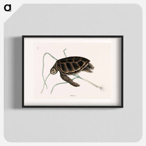 アートポスター-Green Turtle
 - マーク ケイツビー Poster.