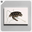 アートパネル-Green Turtle
 - マーク ケイツビー Canvas.