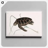 アートパネル-Green Turtle
 - マーク ケイツビー Canvas.