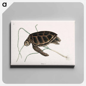 アートパネル-Green Turtle
 - マーク ケイツビー Canvas.