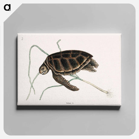 アートパネル-Green Turtle
 - マーク ケイツビー Canvas.