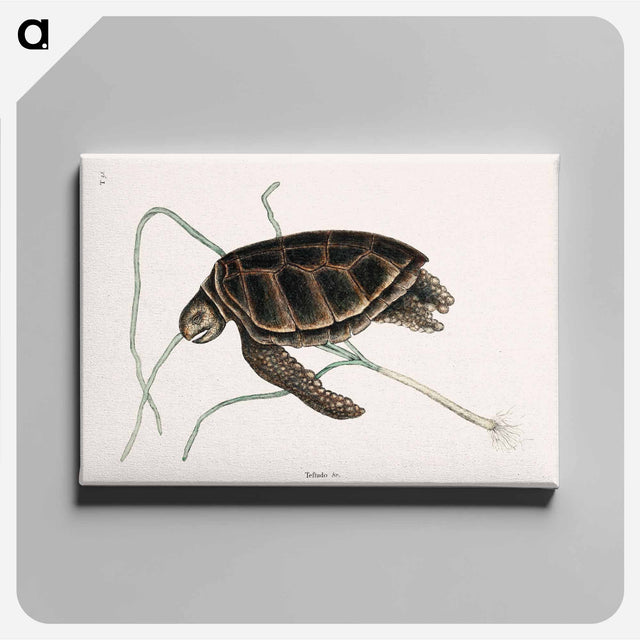 アートパネル-Green Turtle
 - マーク ケイツビー Canvas.