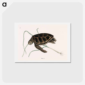 アートポストカード-Green Turtle
 - マーク ケイツビー Postcard.