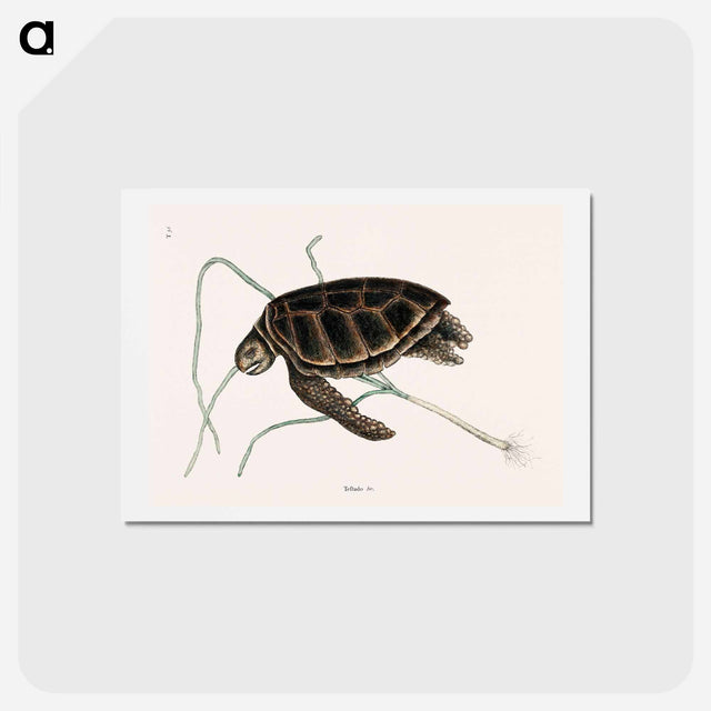 アートポストカード-Green Turtle
 - マーク ケイツビー Postcard.