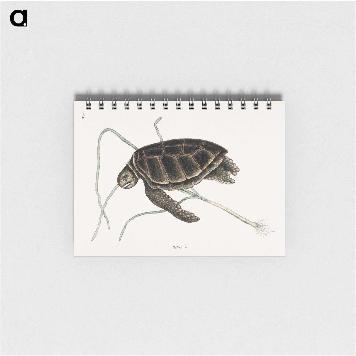 1-77_Mark-Catesby_memo