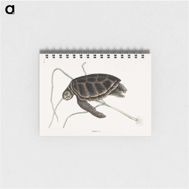 1-77_Mark-Catesby_memo
