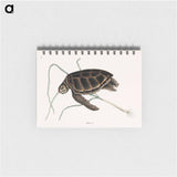 アートメモ帳-Green Turtle
 - マーク ケイツビー Memo.