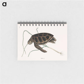 アートメモ帳-Green Turtle
 - マーク ケイツビー Memo.