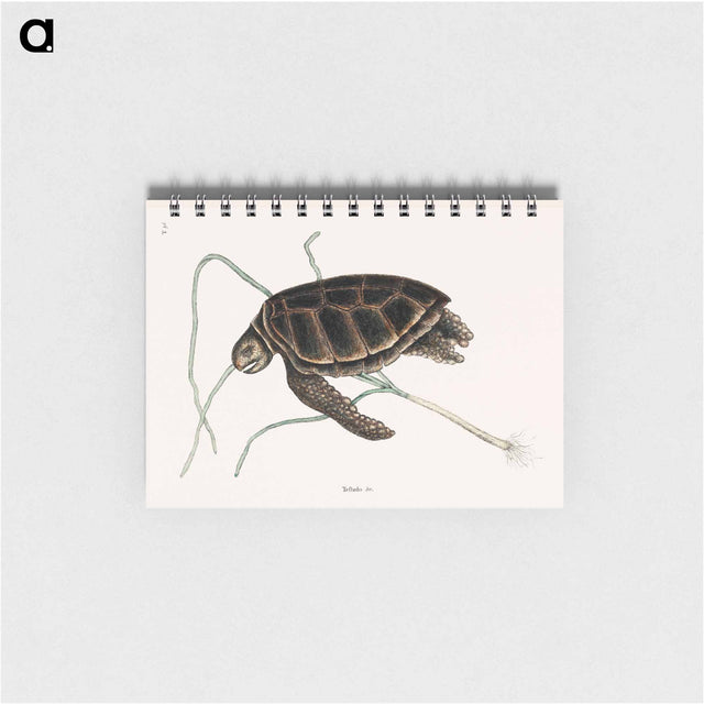 アートメモ帳-Green Turtle
 - マーク ケイツビー Memo.